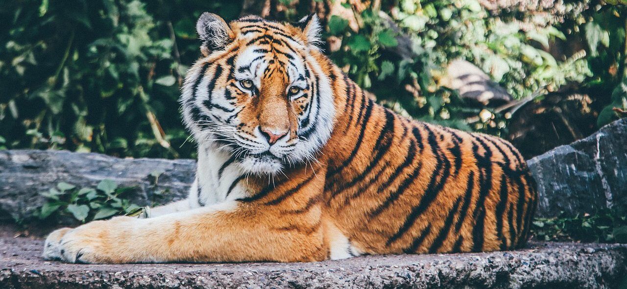 Der Zoo und die Katzenliebe